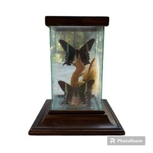 Vintage butterfly display/wood case/original by skinner